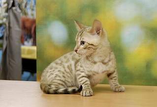 1920 X 1309 497.5 Kb ��������� - ����� ������� �� 'Bengal's'