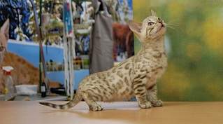 1920 X 1063 481.8 Kb 1920 X 1169 514.6 Kb 1817 X 1241 489.8 Kb 1865 X 1489 508.4 Kb 1920 X 1309 497.5 Kb ��������� - ����� ������� �� 'Bengal's'