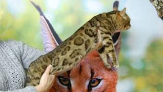 1920 X 1090 404.1 Kb 1280 X 960 603.5 Kb    -    "Bengal's" litter ""