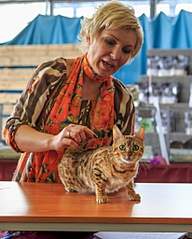 822 X 1024 199.6 Kb 1920 X 1090 404.1 Kb 1280 X 960 603.5 Kb    -    "Bengal's" litter ""