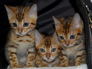 1920 X 1440 229.7 Kb 822 X 1024 199.6 Kb 1920 X 1090 404.1 Kb 1280 X 960 603.5 Kb    -    "Bengal's" litter ""