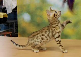 1585 X 1113 355.0 Kb 1920 X 1440 229.7 Kb 822 X 1024 199.6 Kb 1920 X 1090 404.1 Kb 1280 X 960 603.5 Kb    -    "Bengal's" litter ""