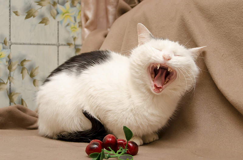 1920 X 1265 534.9 Kb    !