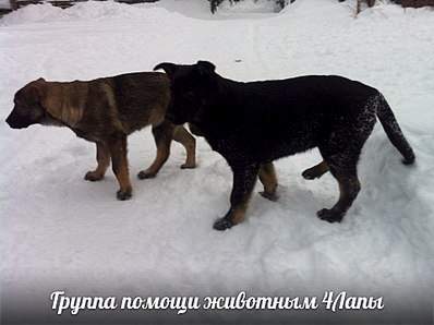 960 X 717 111.5 Kb 704 X 960 126.0 Kb Классные щены, овчароиды