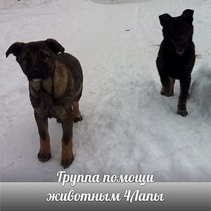 960 X 960 156.2 Kb 960 X 717 111.5 Kb 704 X 960 126.0 Kb Классные щены, овчароиды