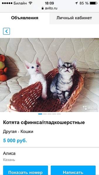 640 X 1136 178.7 Kb Лохотрон или продажа дворняжек под видом породы