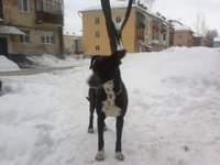 200 x 150 510 X 383 30.4 Kb 200 x 150 найдена собака