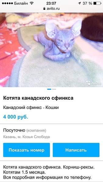 640 X 1136 152.6 Kb Лохотрон или продажа дворняжек под видом породы
