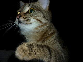1920 X 1440 565.2 Kb 1920 X 1440 692.1 Kb ,  