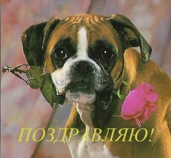 341 x 315 1280 X 720 62.4 Kb 374 x 500 Боксёры....у нас появились первые детишки.