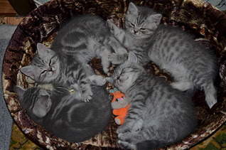 1920 X 1271 795.8 Kb  