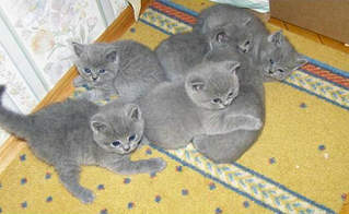 638 X 392 250.6 Kb  , ! 1500 .