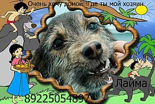 1280 X 853 282.4 Kb Жесть... Собаку НЕ сбил поезд... У собаки НЕ РАК! АЗИК ЗДОРОВ! тема открыта