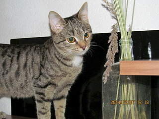 1920 X 1440 760.0 Kb 1920 X 1440 687.4 Kb 1920 X 1440 662.9 Kb   - , , .