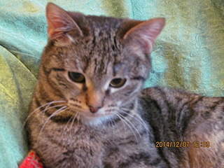 1920 X 1440 721.0 Kb 1920 X 1440 760.0 Kb 1920 X 1440 687.4 Kb 1920 X 1440 662.9 Kb   - , , .