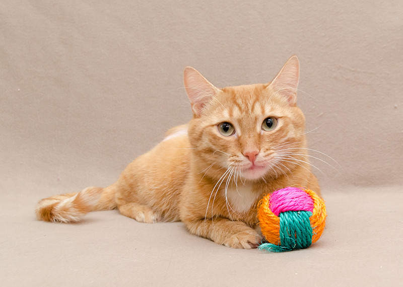 1920 X 1368 471.6 Kb Рыжий кот.