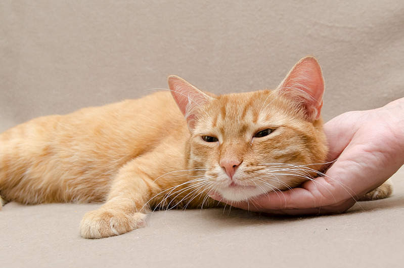 1920 X 1273 494.7 Kb 1920 X 1368 471.6 Kb Рыжий кот.