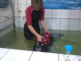 320 x 240 Собаки поисково-спасательной службы Удмуртии