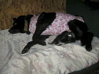 1920 X 1440 641.5 Kb Мегаласковая собака Мэгги. И два ее новорожденных щенка. Необходима фин. помощь.
