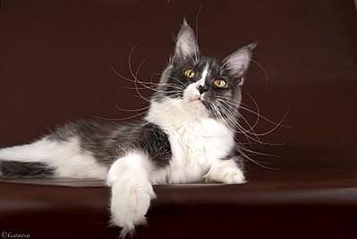 399 x 268 398 x 251  - "Aurum Beauty" .  4 .