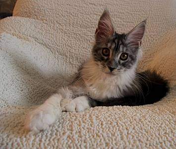 1600 X 1349 179.3 Kb 1024 X 1600 127.4 Kb  - 'Aurum Beauty' .  4 .