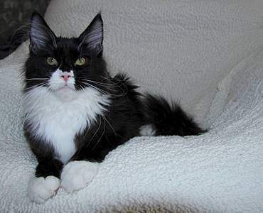 1600 X 1294 151.4 Kb  - 'Aurum Beauty' .  4 .