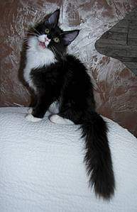 1030 X 1600 150.0 Kb 1600 X 1294 151.4 Kb  - 'Aurum Beauty' .  4 .