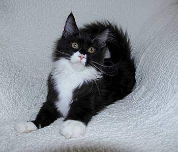 1599 X 1368 174.6 Kb 1030 X 1600 150.0 Kb 1600 X 1294 151.4 Kb  - 'Aurum Beauty' .  4 .