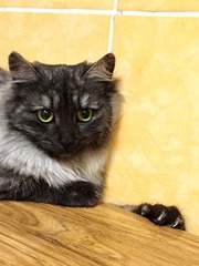 1920 X 2560 666.7 Kb 1920 X 1440 430.8 Kb 1920 X 1486 1013.0 Kb   ()