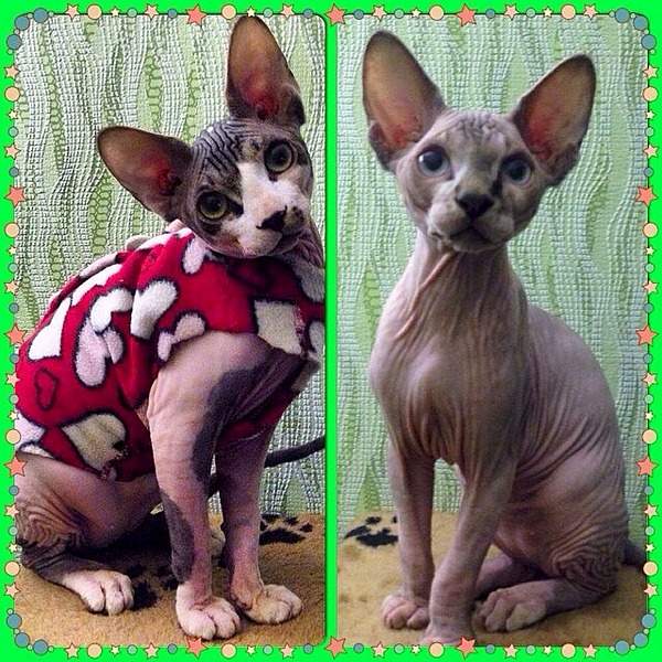 640 X 640 180.0 Kb элитные кошки, для ценителей шика! канадский сфинкс