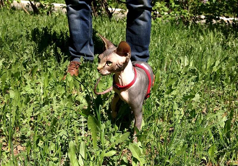 1920 X 1344 933.7 Kb элитные кошки, для ценителей шика! канадский сфинкс