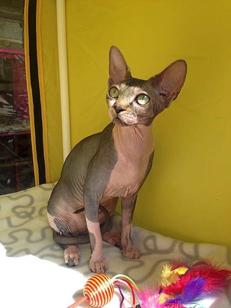 1920 X 2560 871.5 Kb 1920 X 1344 933.7 Kb элитные кошки, для ценителей шика! канадский сфинкс