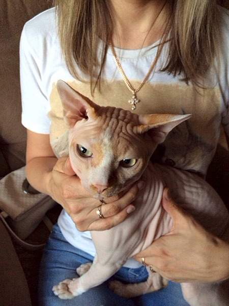 960 X 1280 286.2 Kb 456 X 740 75.4 Kb элитные кошки, для ценителей шика! канадский сфинкс