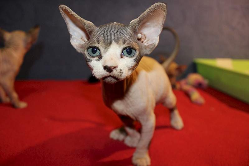 1920 X 1280 335.7 Kb ^~^ Канадский Сфинкс ^~^ Элитные кошки- для ценителей Шика !