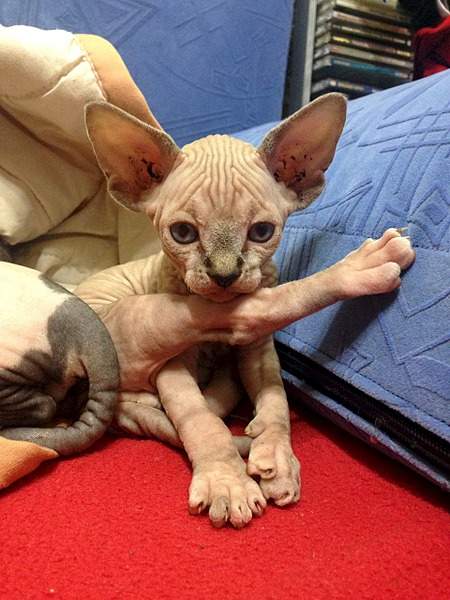 1920 X 2560 418.6 Kb ^~^ Канадский Сфинкс Элитные кошки- для ценителей Шика !