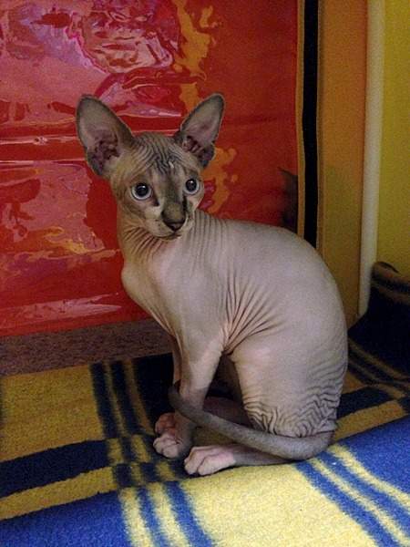 1920 X 2560 356.4 Kb 1920 X 1440 709.7 Kb 1920 X 2560 418.6 Kb ^~^ Канадский Сфинкс ^~^ Элитные кошки- для ценителей Шика !