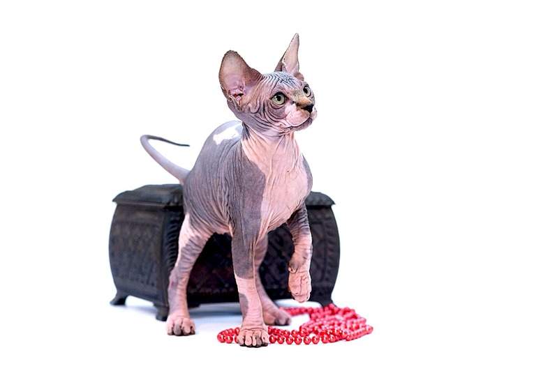 1920 X 1279 218.9 Kb ^~^ Канадский Сфинкс ^~^ Элитные кошки- для ценителей Шика !