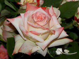 800 X 600 122.1 Kb  , 