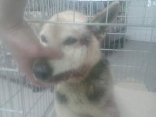 1920 X 1440 405.7 Kb  31.01.2015.  ,  