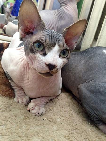 1920 X 2560 403.6 Kb 1920 X 2560 335.3 Kb ^~^ Канадский Сфинкс ^~^ Элитные кошки- для ценителей Шика !