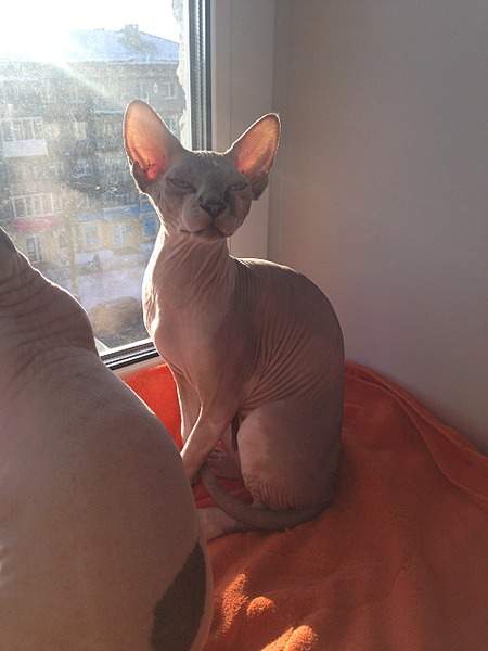 1920 X 2560 835.3 Kb 1920 X 2560 836.7 Kb 1920 X 2560 868.3 Kb ^~^ Канадский Сфинкс ^~^ Элитные кошки- для ценителей Шика !