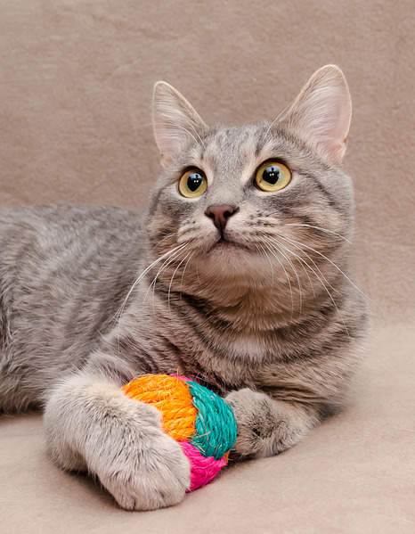 1556 X 2000 322.0 Kb  -   .   .