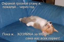 250 x 166 Веточка для Коржиков и абиссинских кошек