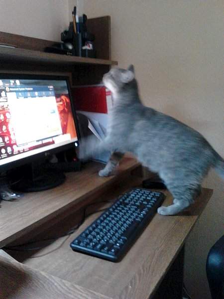 1536 X 2048 390.8 Kb 1536 X 2048 276.4 Kb ,  !