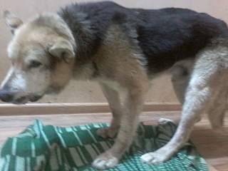 1600 X 1200 538.1 Kb  31.01.2015.   ( ), ,  