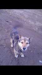 454 X 807  54.9 Kb  31.01.2015.   ( ), ,  