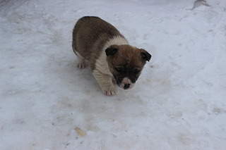 1920 X 1280 300.8 Kb Заберите щенков