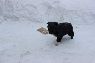 1920 X 1280 285.2 Kb 1920 X 1280 298.9 Kb 1920 X 1280 300.8 Kb Заберите щенков