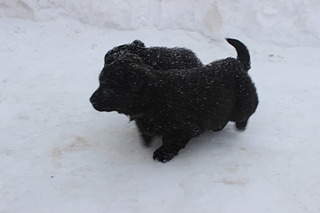 1920 X 1280 246.6 Kb 1920 X 1280 285.2 Kb 1920 X 1280 298.9 Kb 1920 X 1280 300.8 Kb Заберите щенков