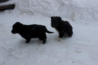 1920 X 1280 339.1 Kb 1920 X 1280 246.6 Kb 1920 X 1280 285.2 Kb 1920 X 1280 298.9 Kb 1920 X 1280 300.8 Kb Заберите щенков